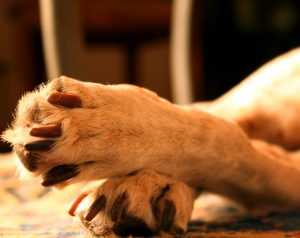 What Your Dog’s Paws Tell You