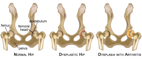 Dog hip bone hotsell