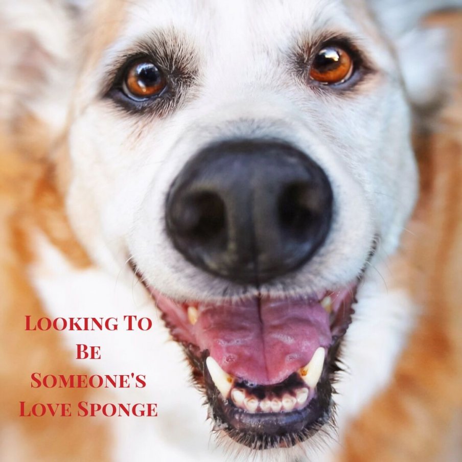 What Your Senior Dog Would Like To Say to You