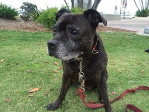 The Advantages to Adopting a Senior Dog