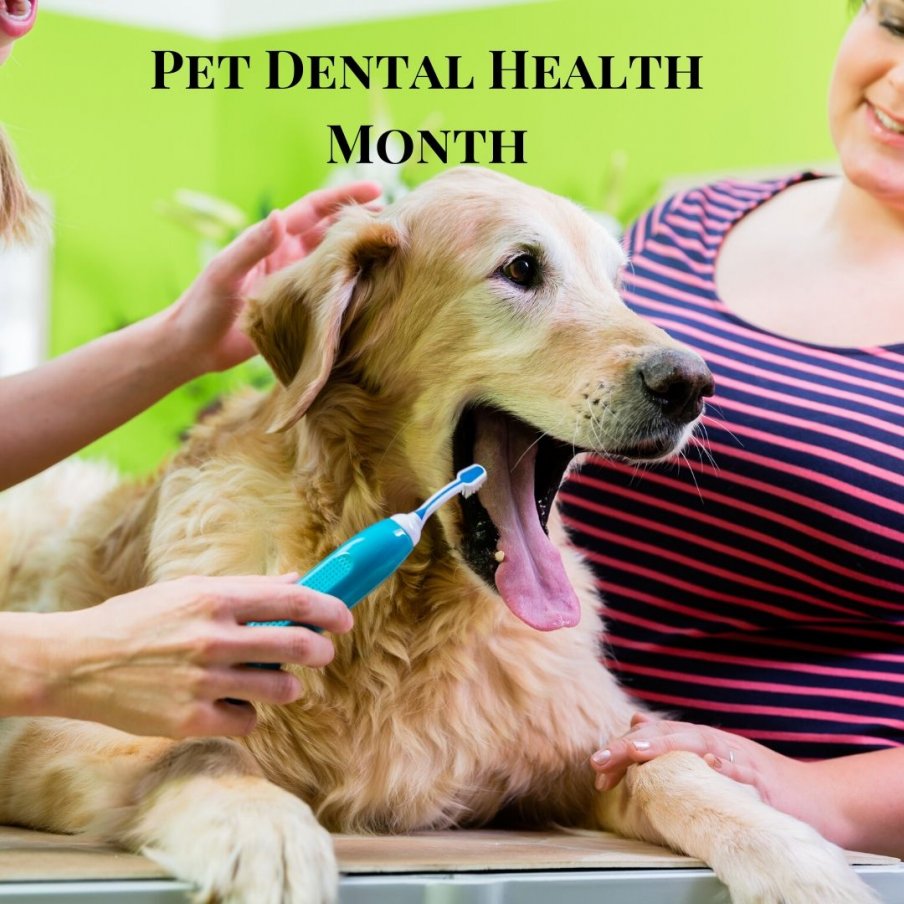 February is Pet Dental Health Month