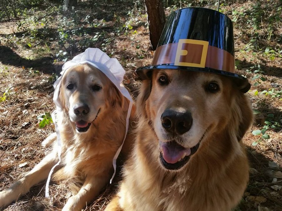 Keeping Your Senior Dog Safe Over Thanksgiving