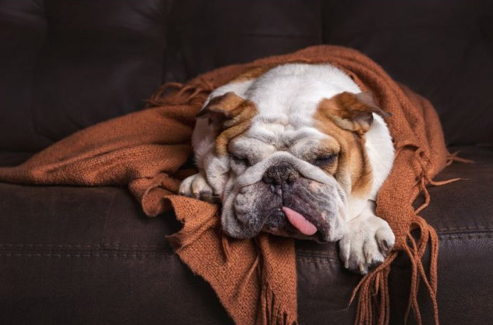 White bulldog with tongue hanging out, tan ears and marks lying on couch wrapped in rust orange blanket
