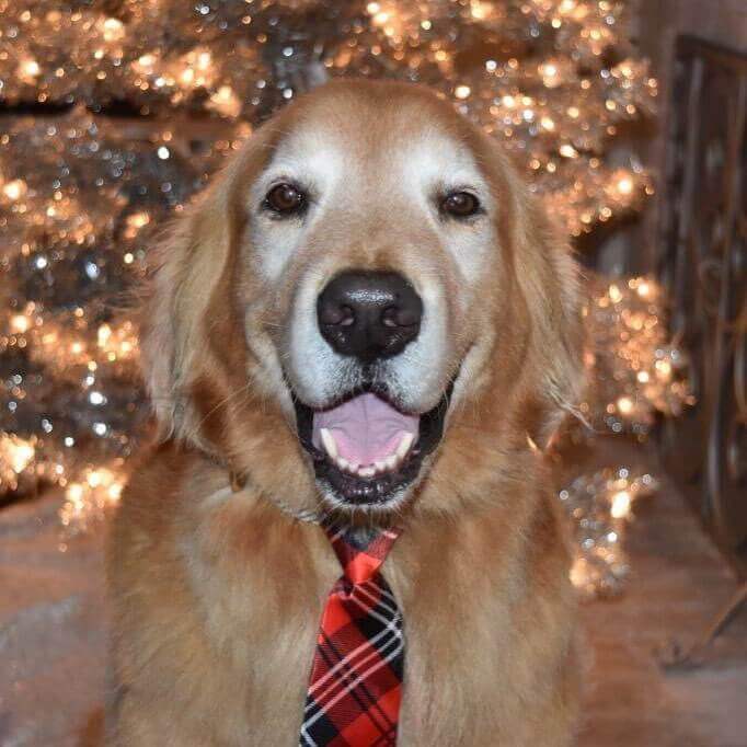 Get Great Dog Photos Over the Holidays