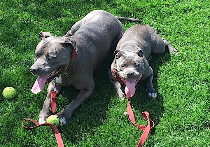 Do Your Dogs Display Sibling Rivalry?