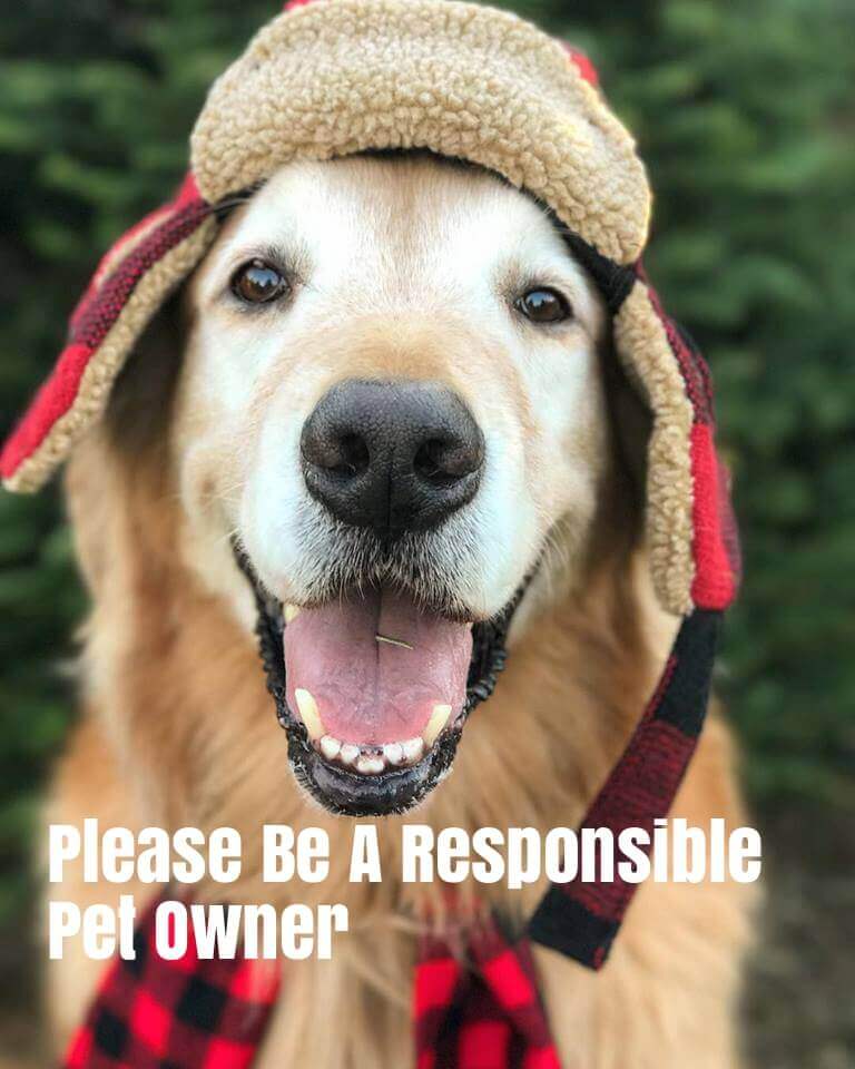 Are You a Responsible Dog Owner?