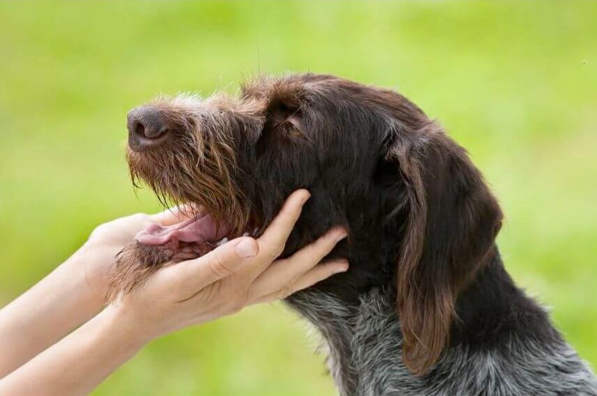 How to Greet A Dog The Correct Way