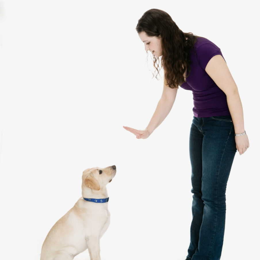 Does Your Dog Have Bad Door Manners?