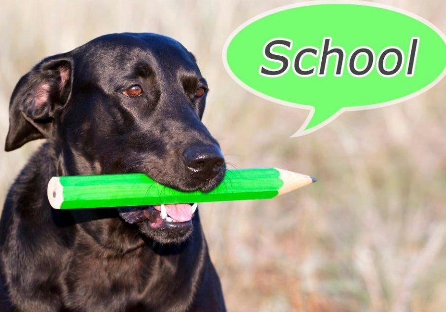 Does Your Senior Dog Need to Go Back to School Too?