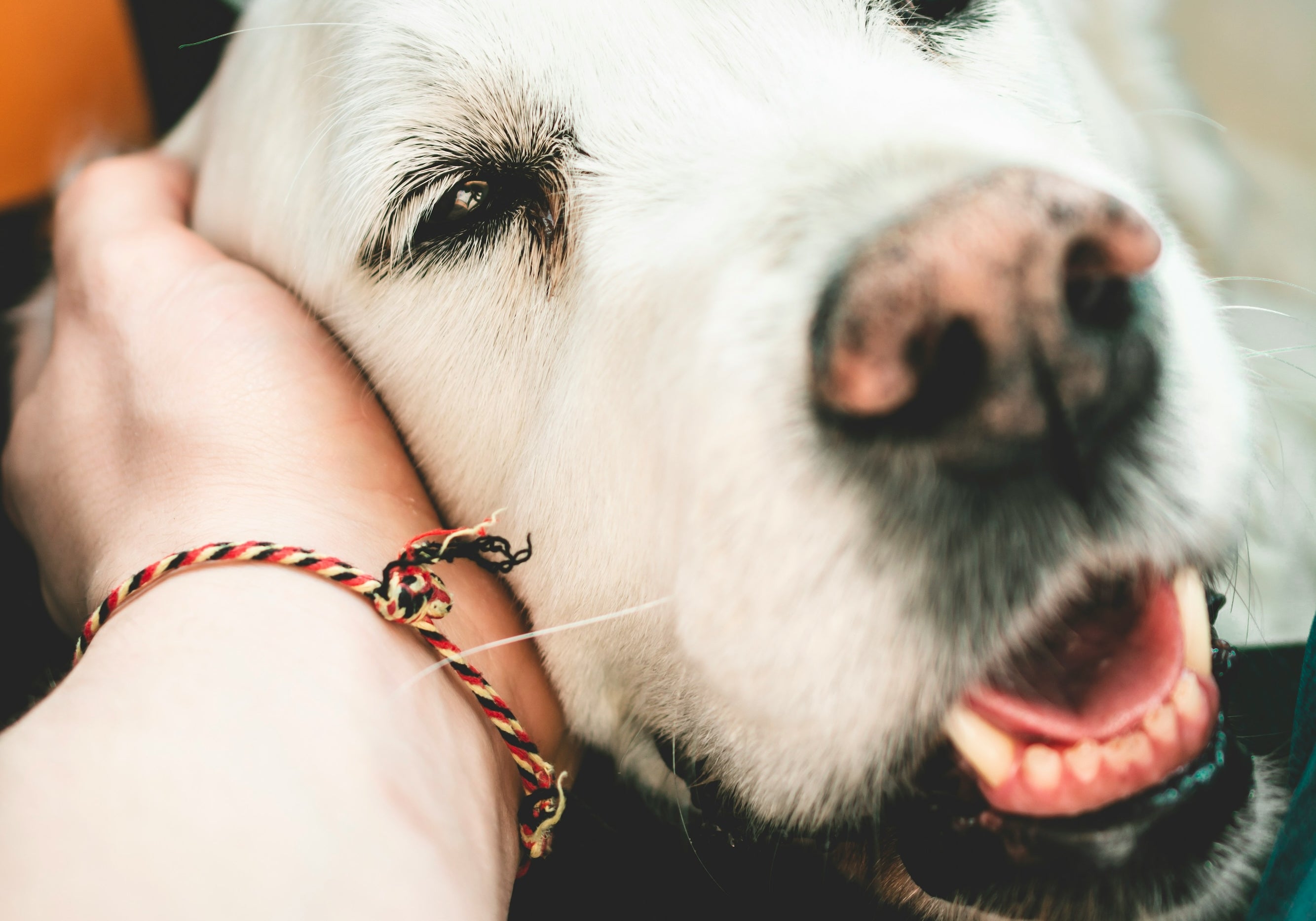 Traveling With Your Senior Pet