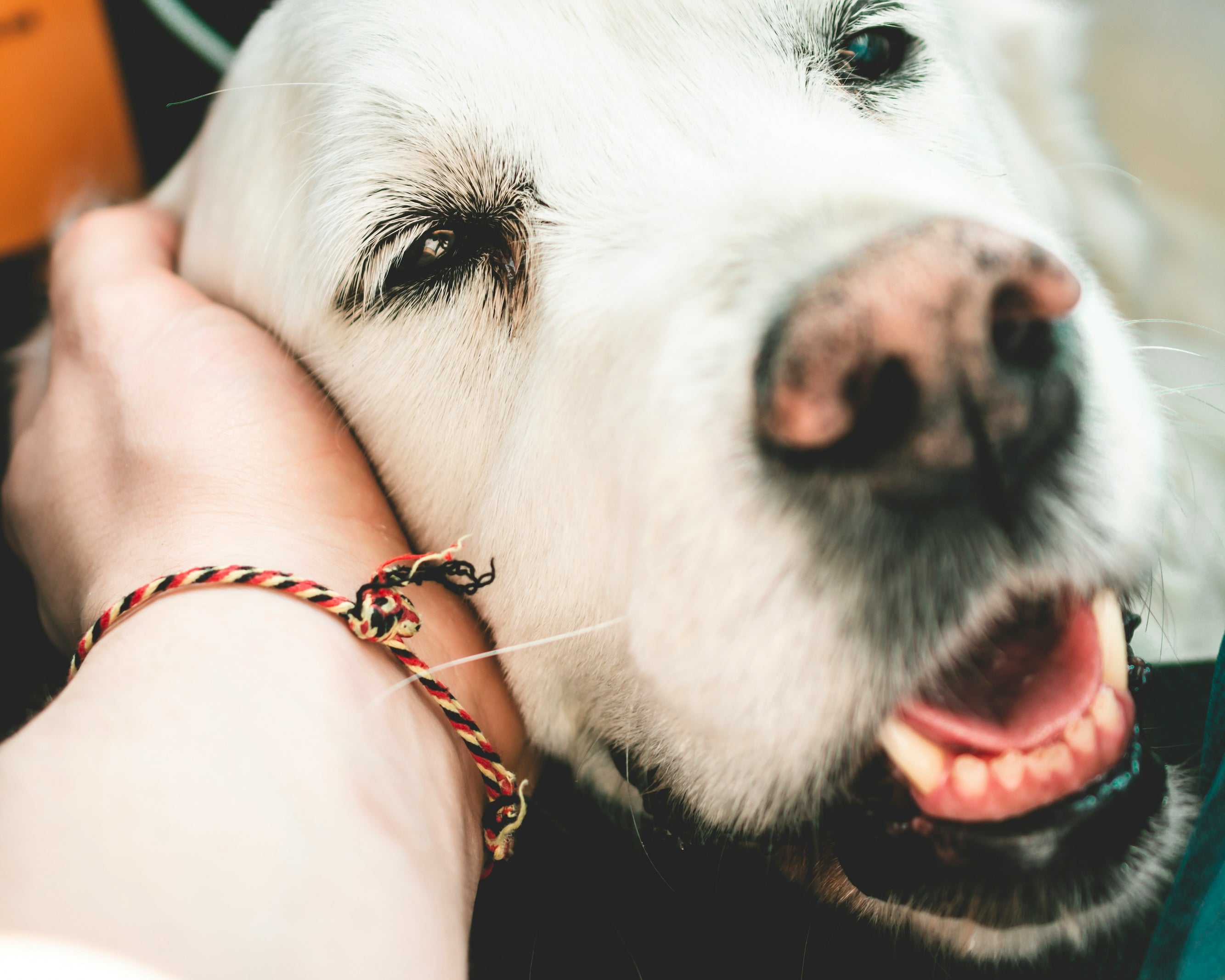 Traveling With Your Senior Pet