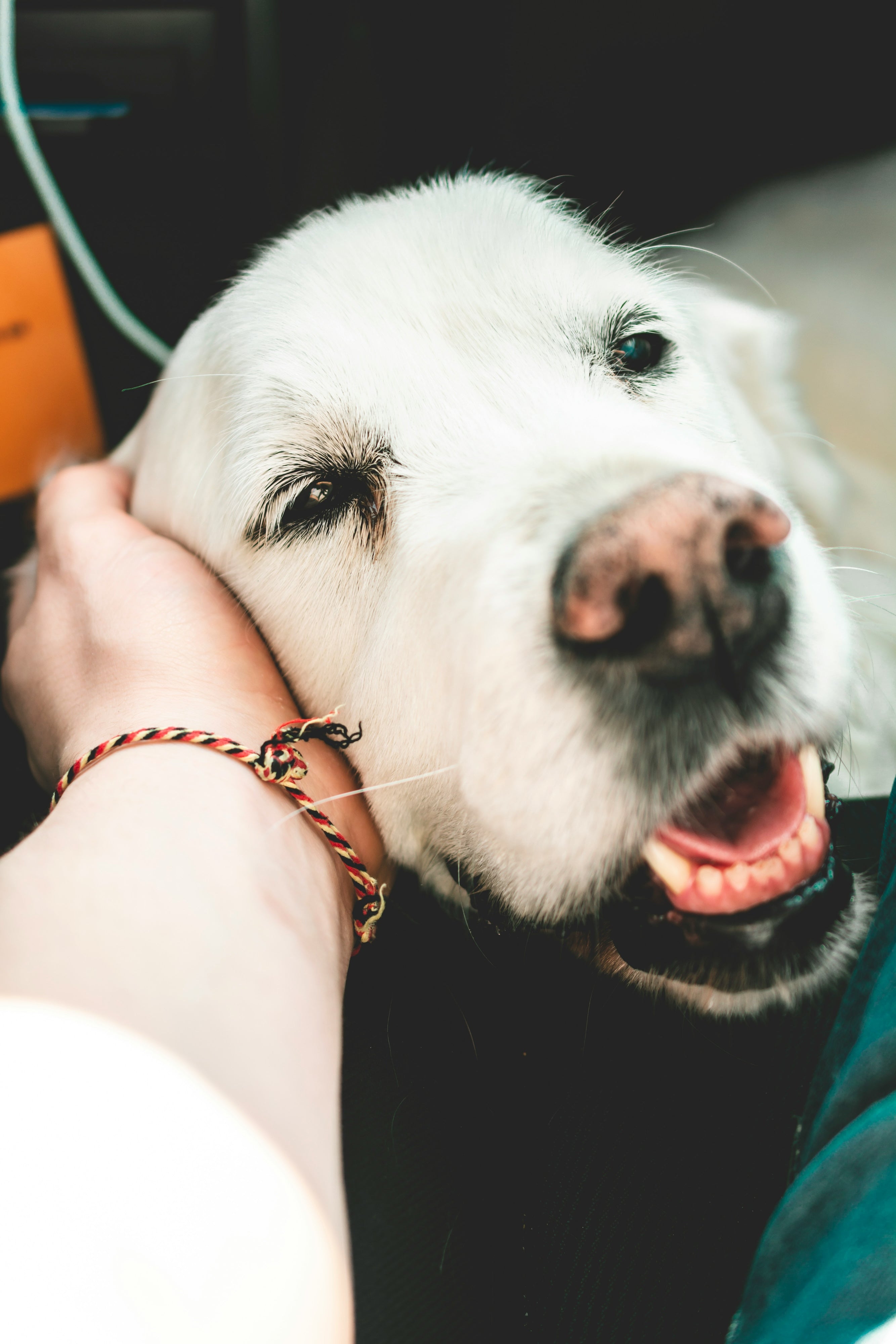 Traveling With Your Senior Pet