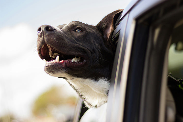 Hitting the Road Over the Holidays With Your Dog