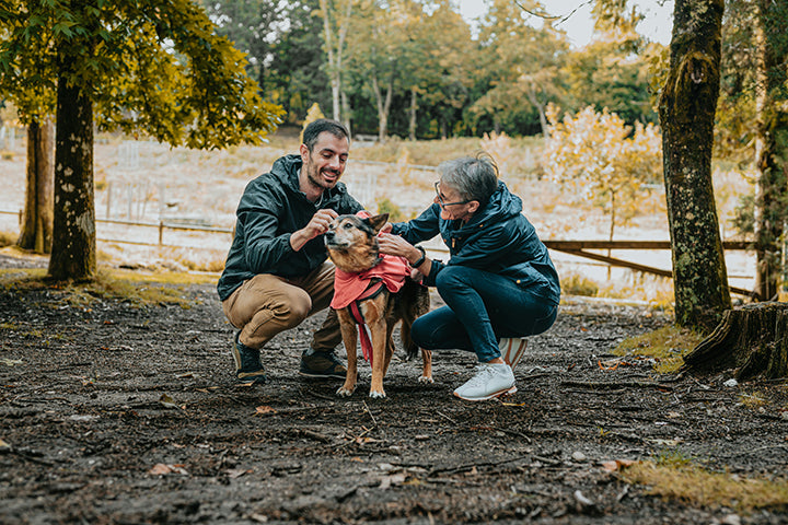 Tips to Help Your Senior Dog With Walking