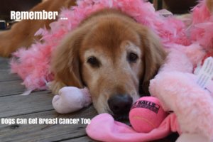 Could Your Senior Dog Have Cancer?