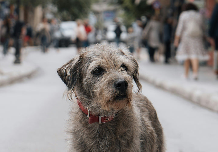 How Do You Know If Your Senior Dog Is Healthy?