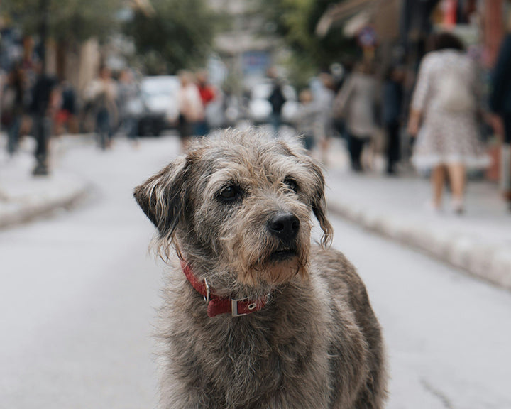 How Do You Know If Your Senior Dog Is Healthy?