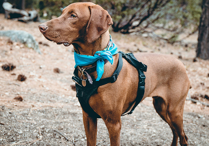 What Are The Different Kinds of Dog Harnesses?