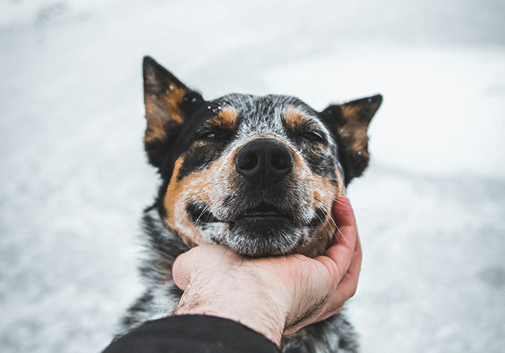 Top Nine Senior Breeds