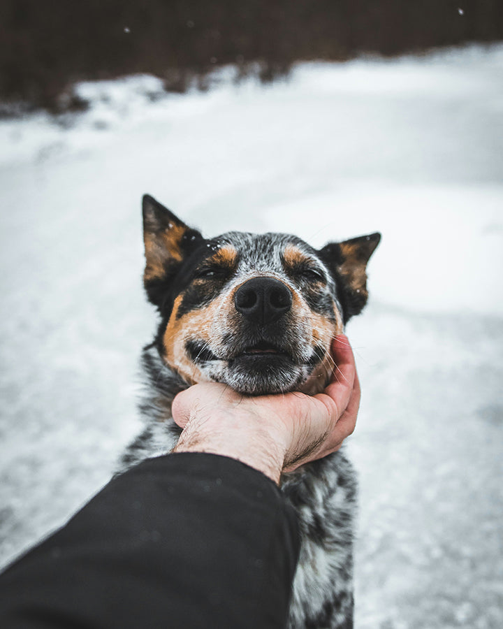 Top Nine Senior Breeds