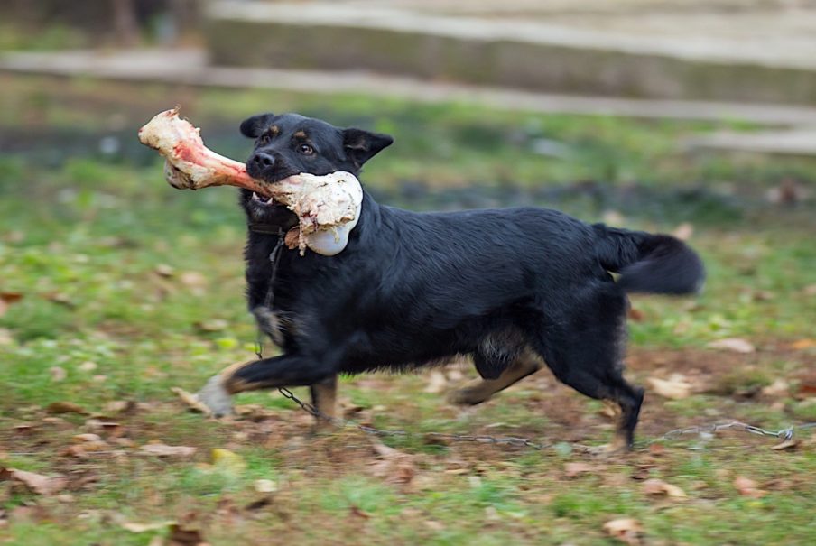 Be Careful of the Bones You Give Your Dog