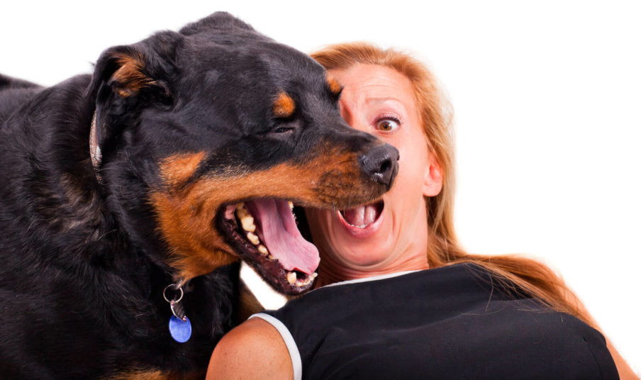 Does Your Dog Have Bad Breath?