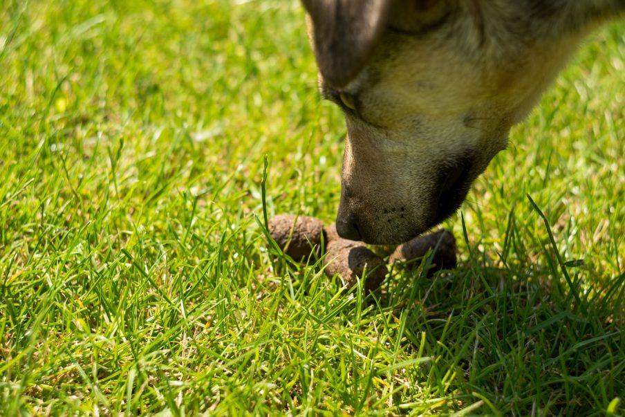 Does Your Senior Dog Eat Poop?