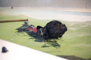 Canine Hydrotherapy Can Be Great For Your Aging Dog