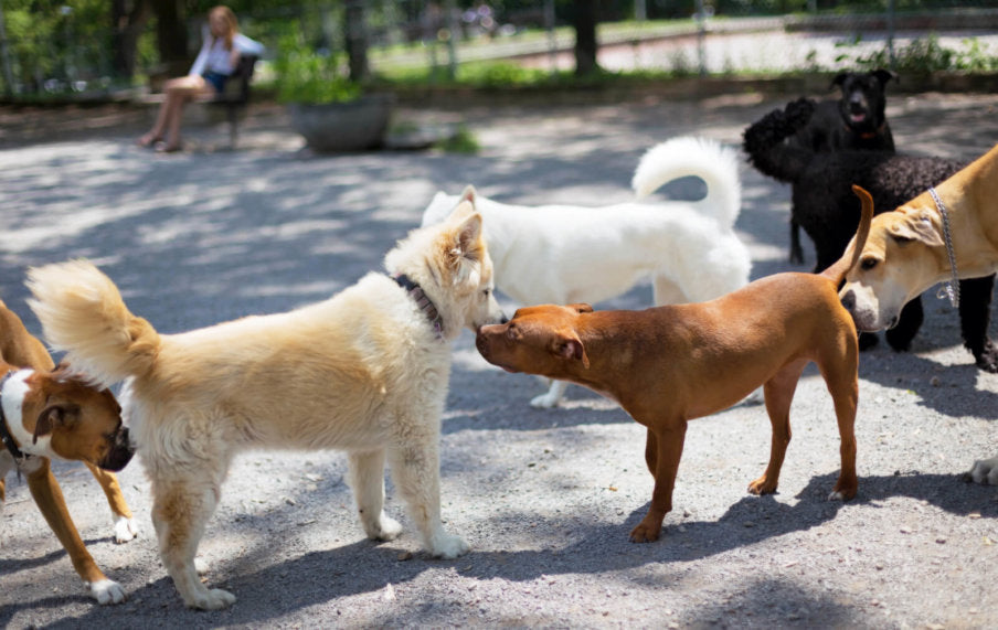 Tips to Keep Your Dog Safe at the Dog Park