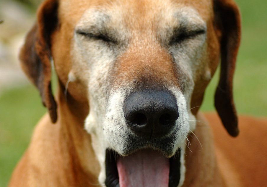 Does Your Older Dog Sleep A Lot?