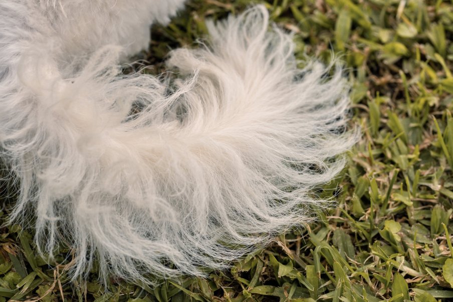 What Does Your Dog’s Tail Wag Mean?