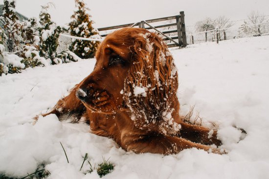 5 Health Hazards for your Dog in Winter