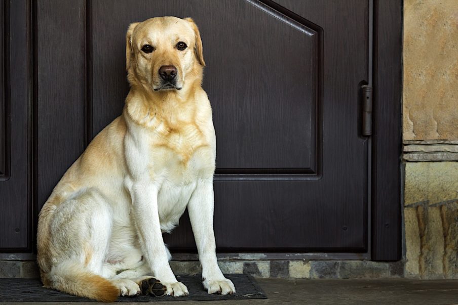 Do You and Your Senior Dog Have Manners?