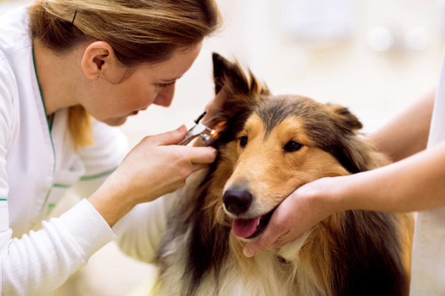 Is Your Senior Dog Losing His Hearing?