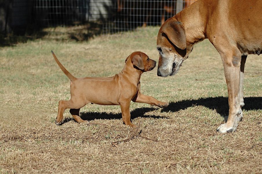 What Your Older Dog Can Teach a Puppy โ Help 'Em Up