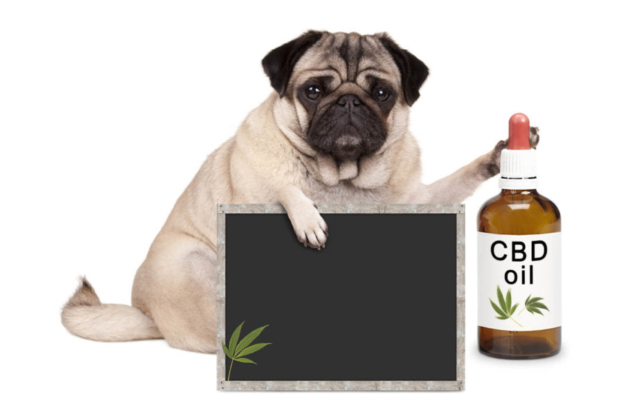 Is Marijuana Good For Your Dog?