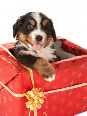 The Best In Senior Dog Gifts