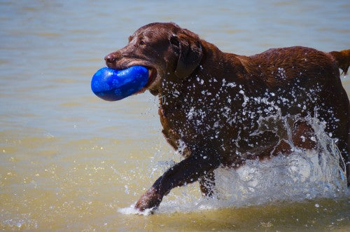 Exercising Your Senior Dog