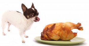 Thanksgiving Safety Tips For Your Dog