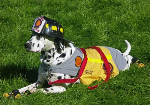 July is National Pet Fire Safety Month