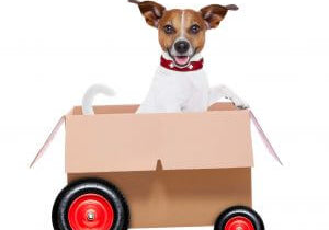 Preparing Your Senior Dog For a Move