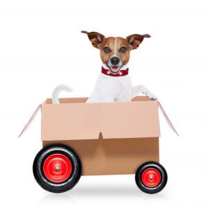 Preparing Your Senior Dog For a Move