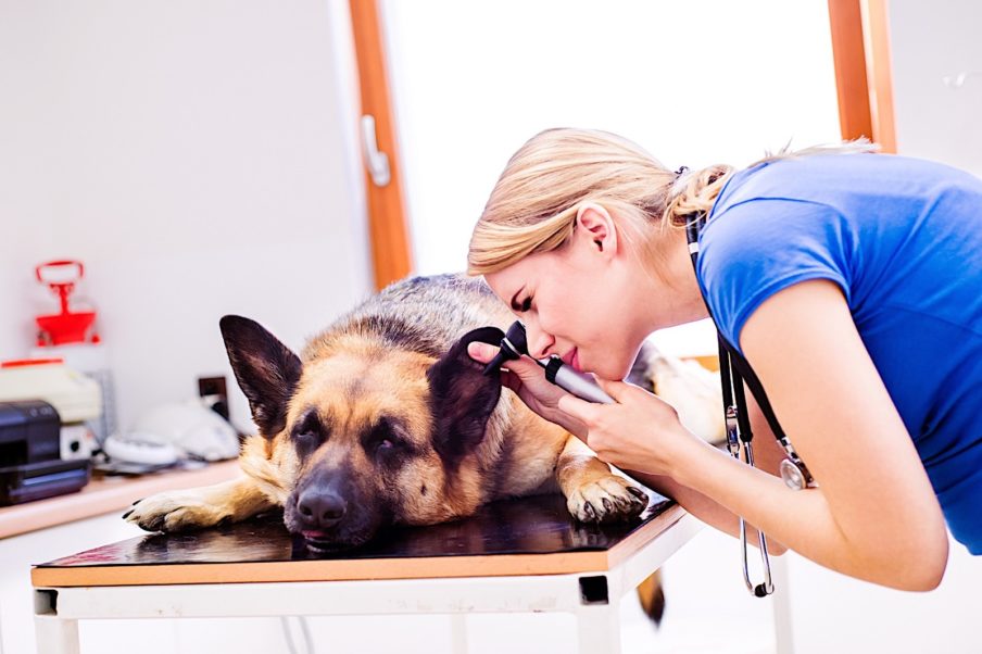 Choosing the Right Vet For Your Senior Dog