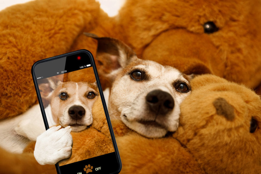 Your Cell Phone Can Keep Your Dog Healthy