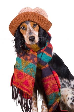 Keeping Your Senior Dog Warm In The Winter