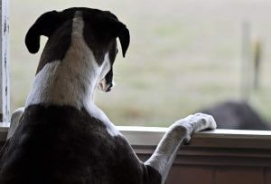 Could Your Senior Dog Have Separation Anxiety?