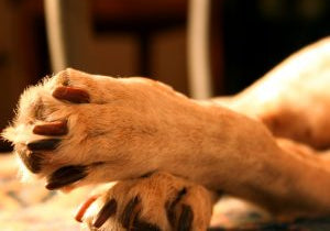 What Your Dog’s Paws Tell You