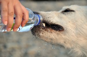 Keeping Your Aging Dog Hydrated