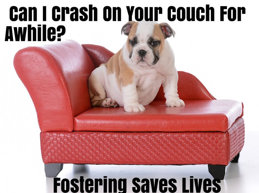 Consider Fostering a Senior Dog