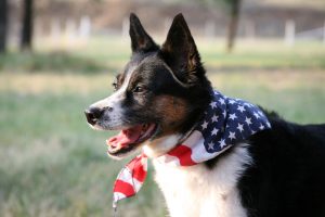 Fourth Of July Safety Tips For Your Aging Dog